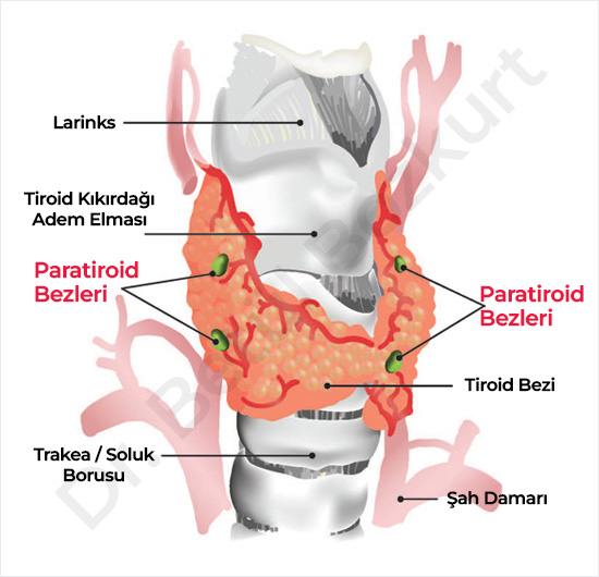 Paratiroid Bezleri